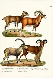 Mufflon, 1824